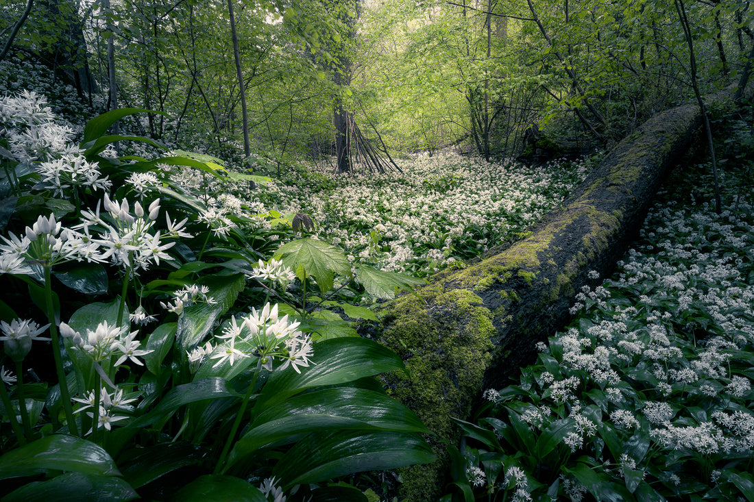 Photographing Wild Garlic - Top Tips