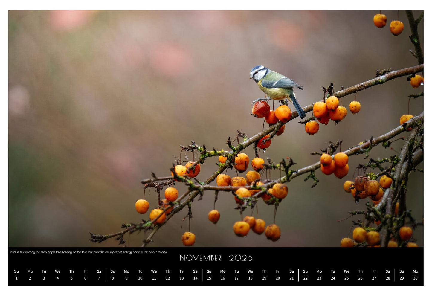 Wildlife Calendar 2026