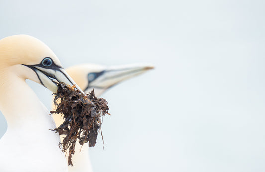 Jan van Genten fotograferen op Helgoland – complete gids voor vogelfotografie