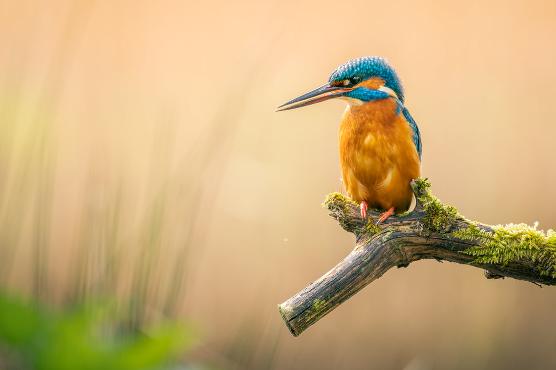 Photographing the Kingfisher