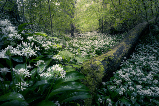 Photographing Wild Garlic - Top Tips