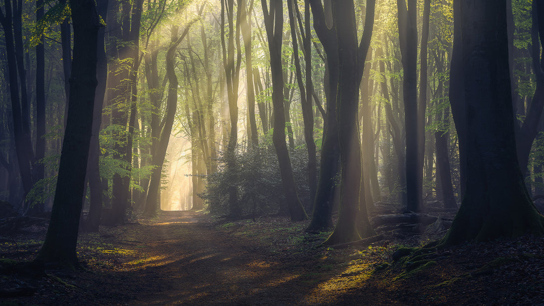 Mastering Forest Photography: A Comprehensive Guide to Capturing Stunning Woodland Images