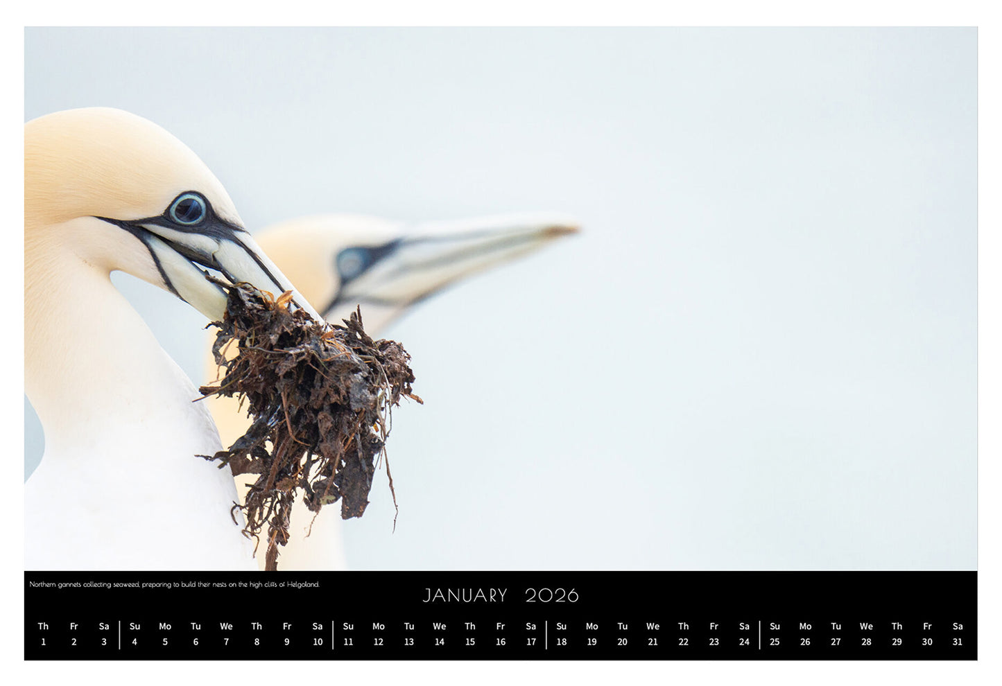 Wildlife Calendar 2026