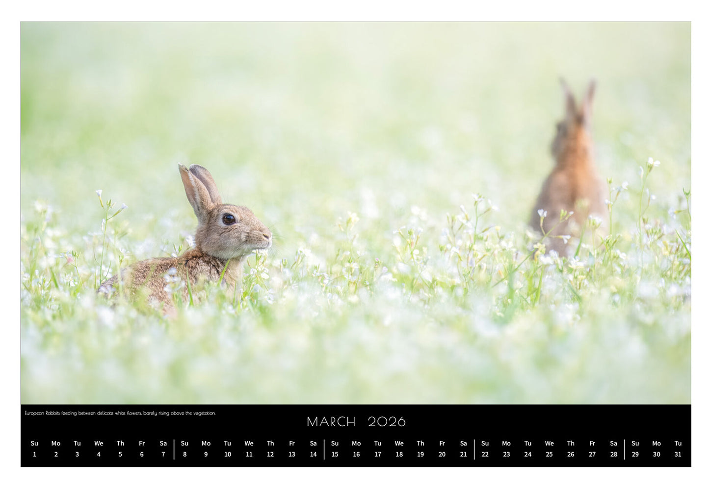 Wildlife Calendar 2026