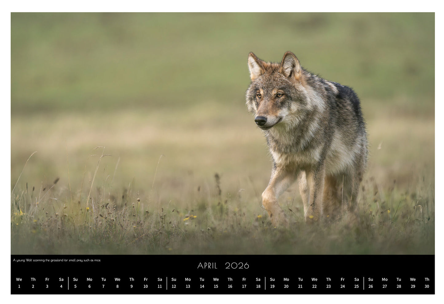 Wildlife Calendar 2026
