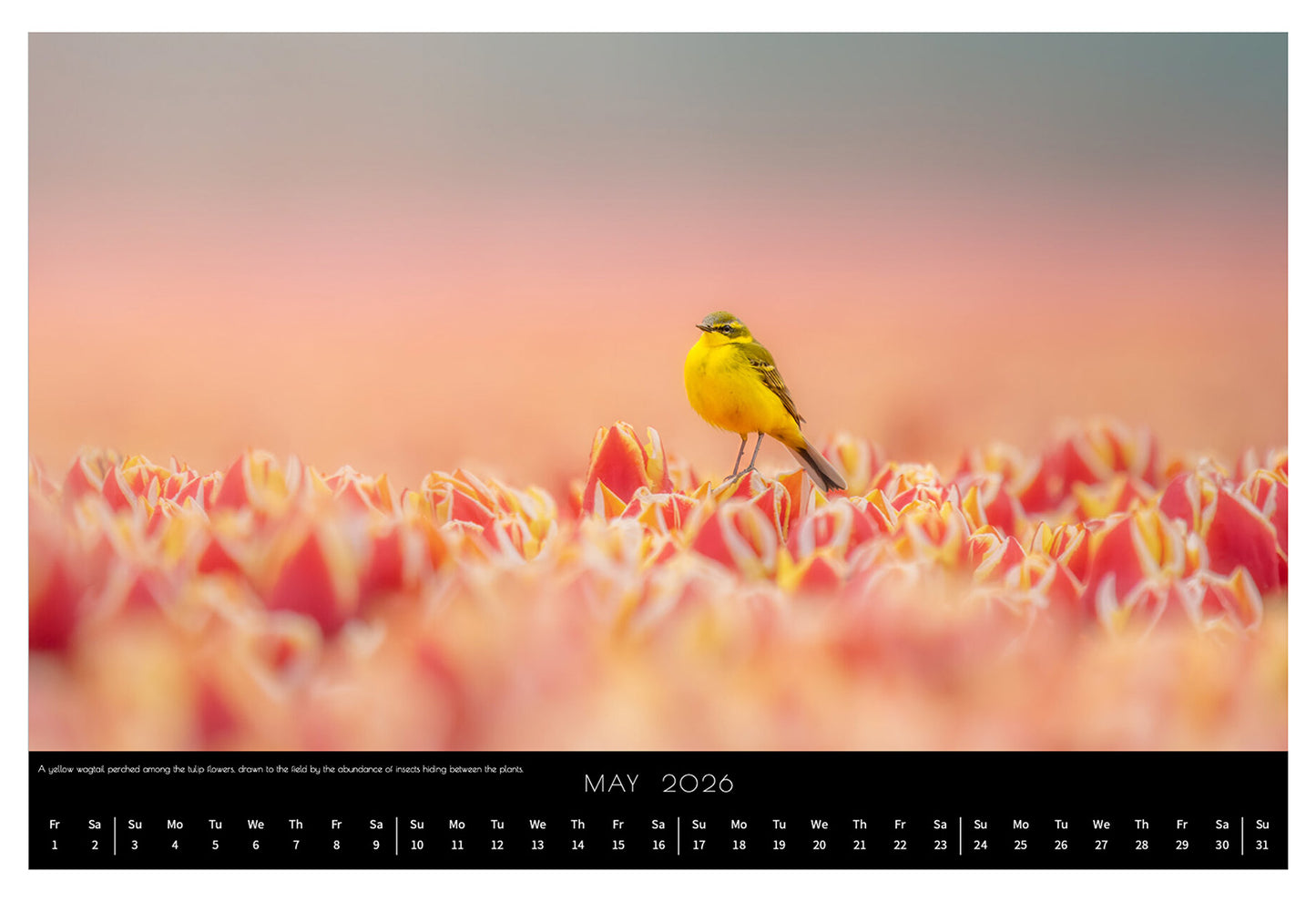 Wildlife Calendar 2026