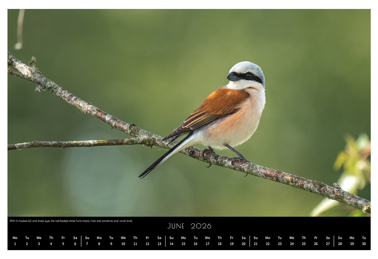 Wildlife Calendar 2026