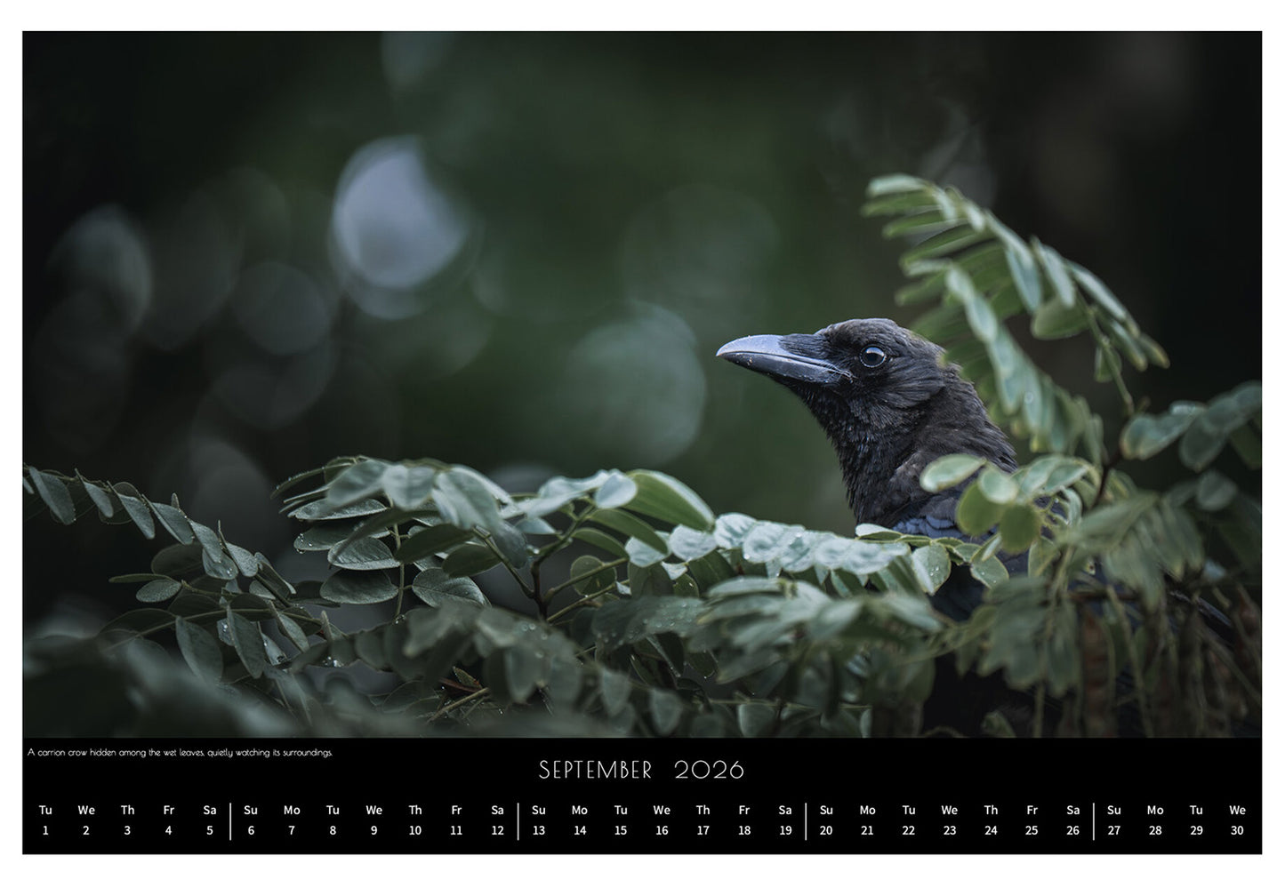 Wildlife Calendar 2026